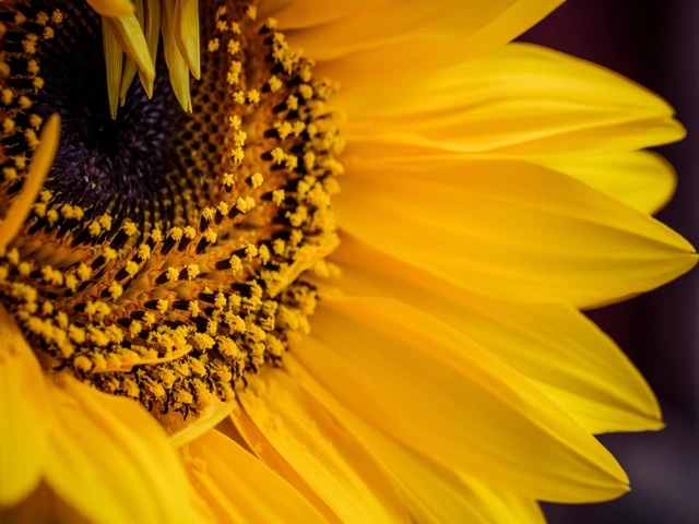 Comment bien choisir sa variété de tournesol ?  Visuel